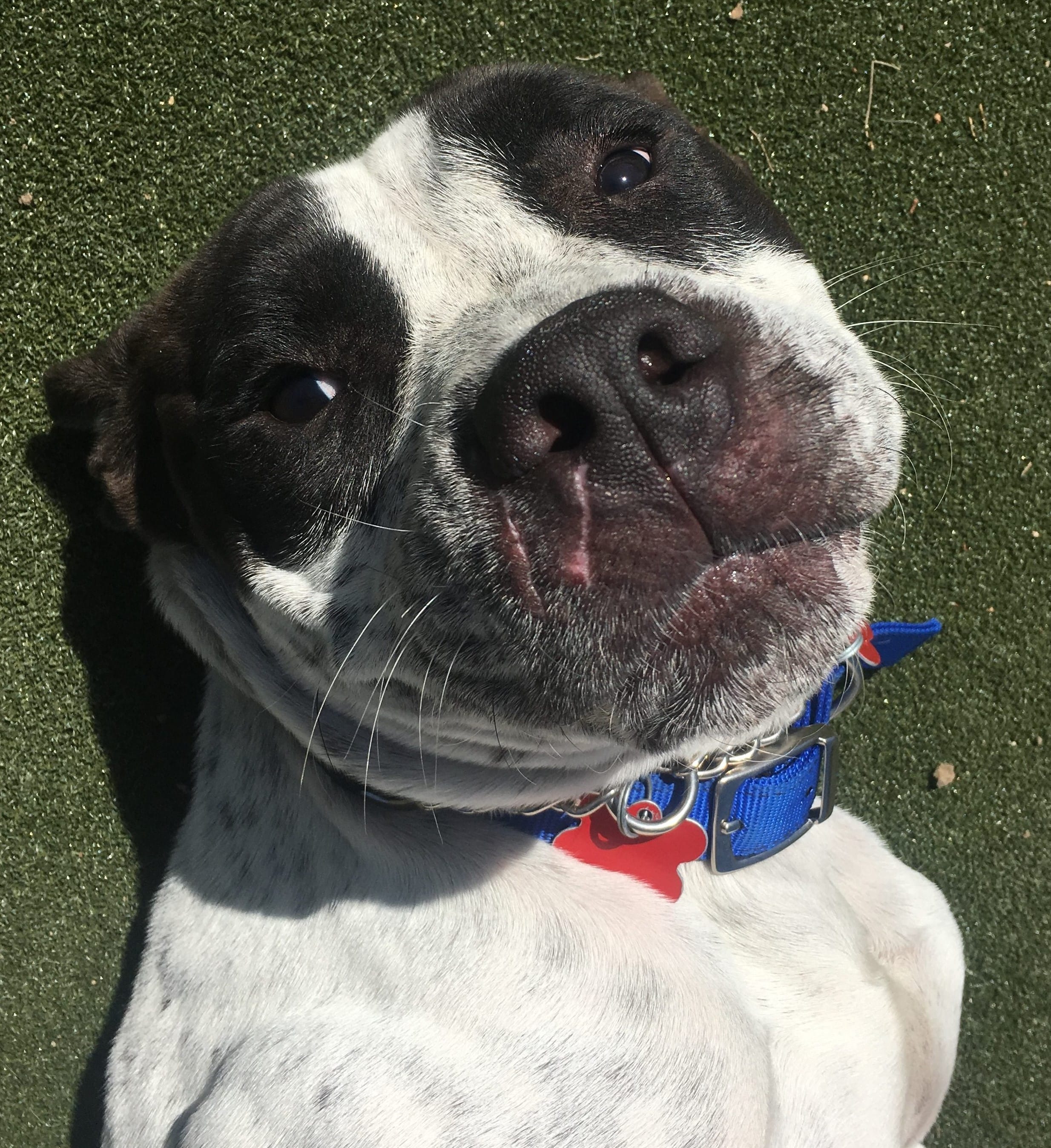 banjo_dog_hfp_rescue_4