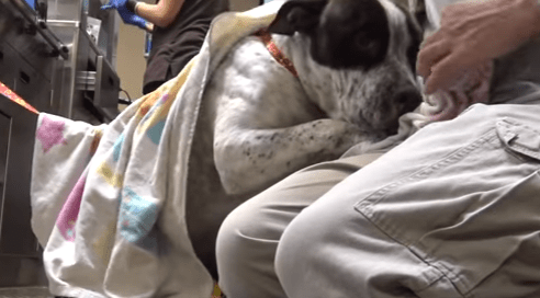 banjo_dog_hfp_rescue_3