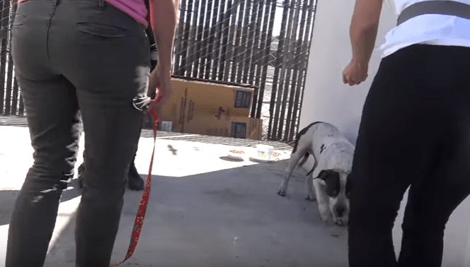 banjo_dog_hfp_rescue_1