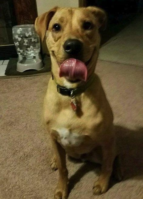 willie_dog_reunion_weightloss_3