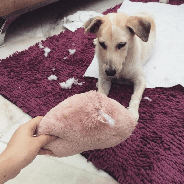 guilty-dog-science-2