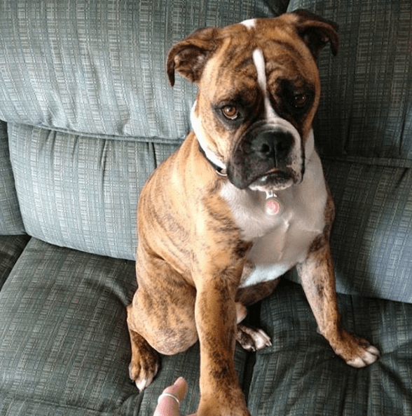 guilty-dog-science-4