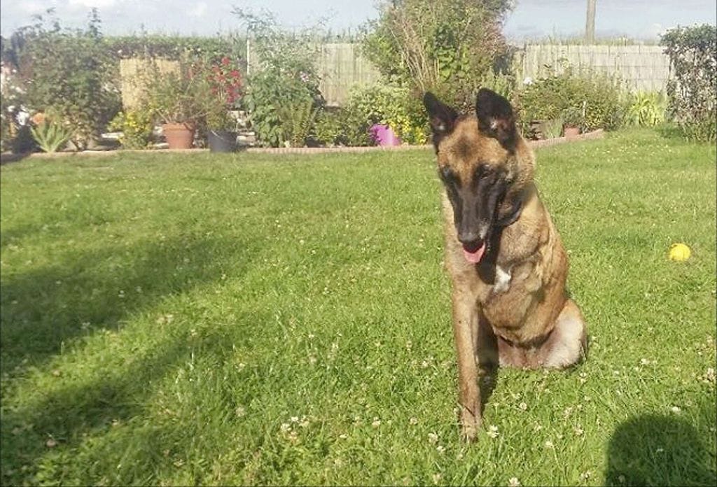 furia_shot_malinois_1
