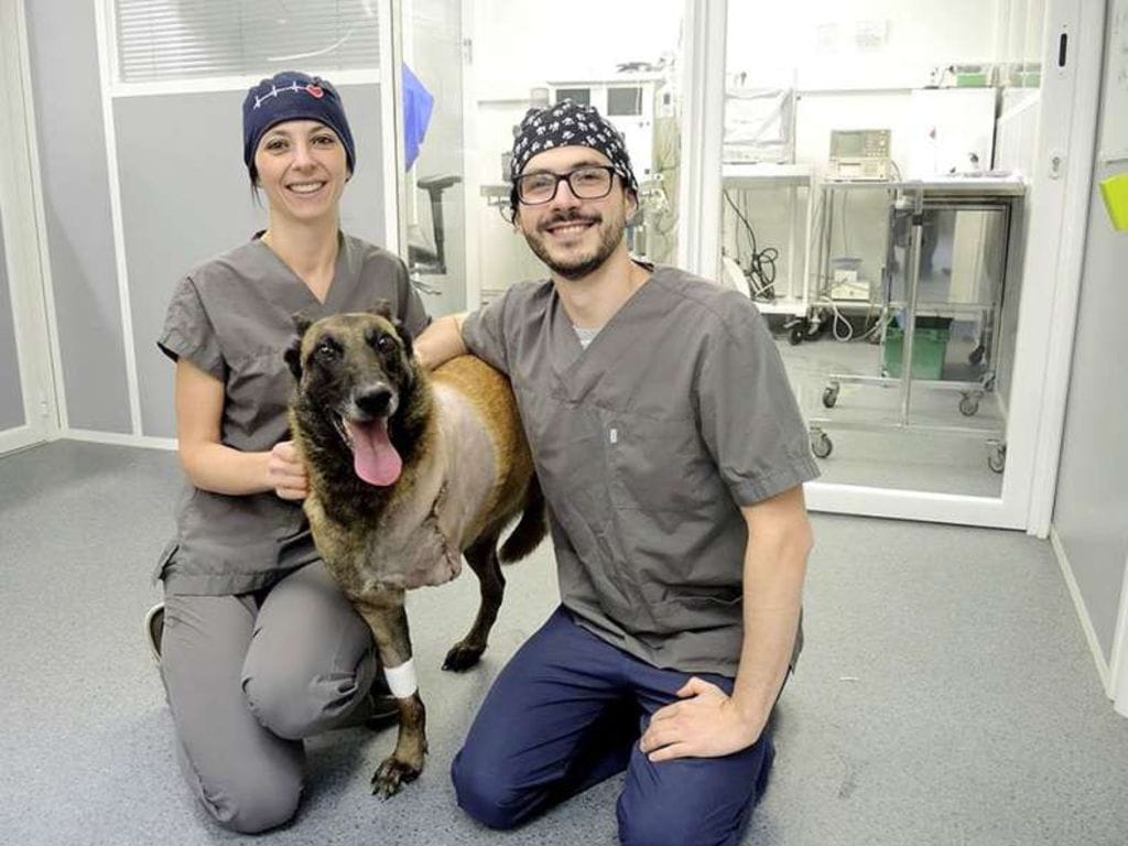 furia_shot_malinois_2