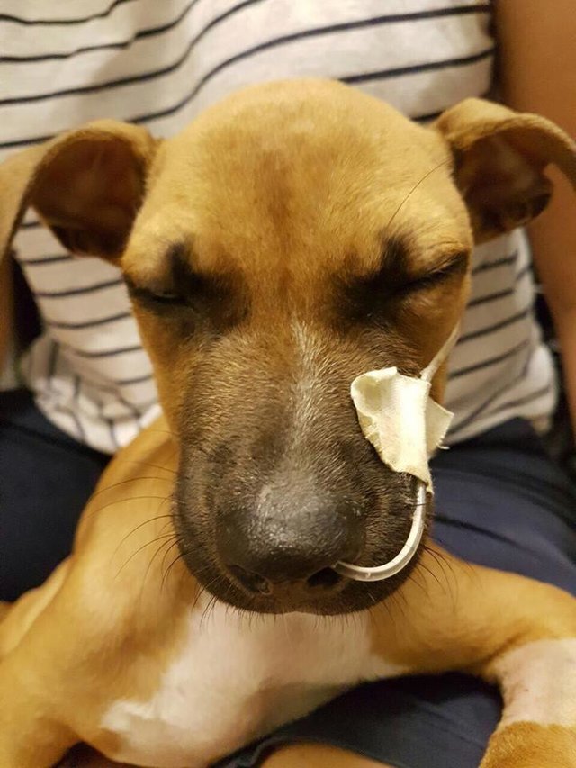 nanuk-chienne-sauvetage-afrique-du-sud-5