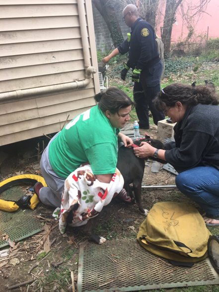 leela-chienne-puits-sauvetage-3