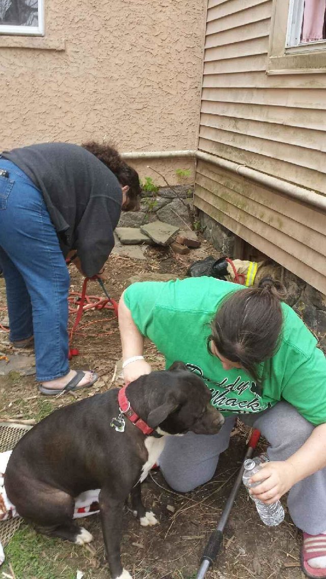 leela-chienne-puits-sauvetage-2