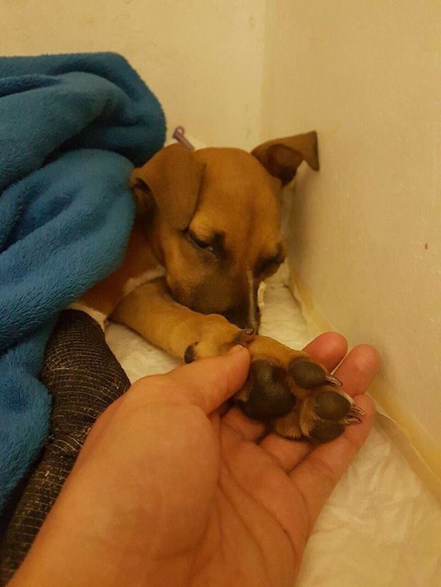 nanuk-chienne-sauvetage-afrique-du-sud-7