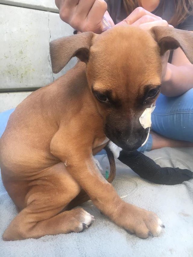 nanuk-chienne-sauvetage-afrique-du-sud-4