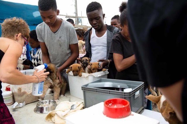 nanuk-chienne-sauvetage-afrique-du-sud-1