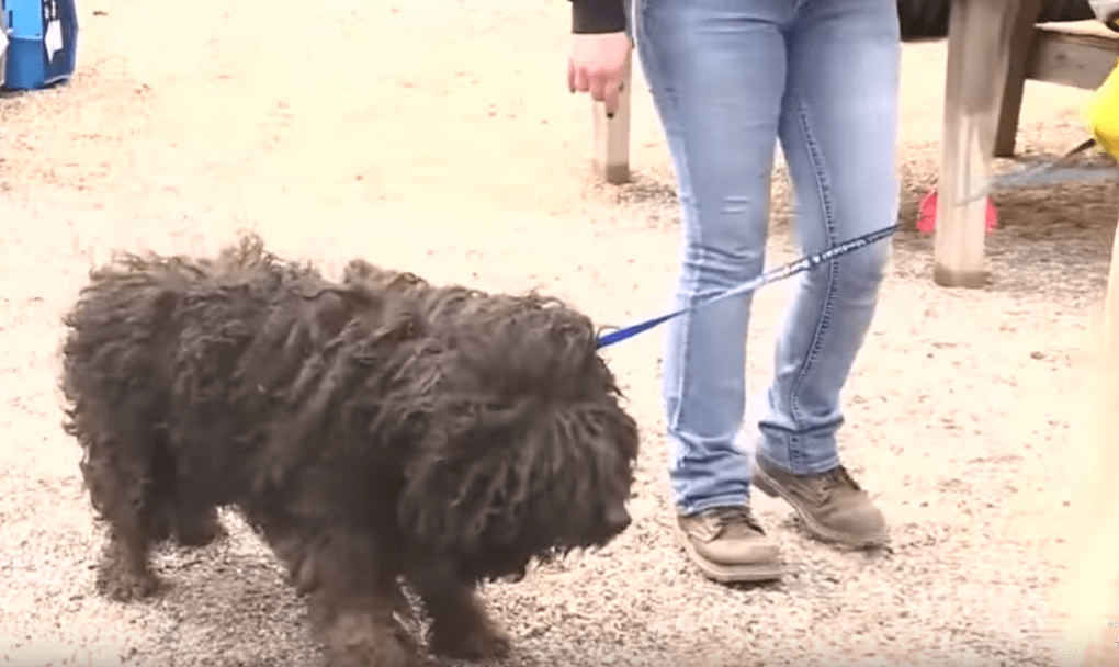 hoarding_74_dogs_wisconsin_2