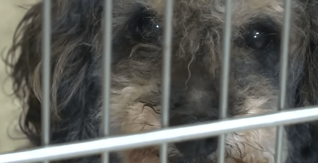 hoarding_74_dogs_wisconsin_1