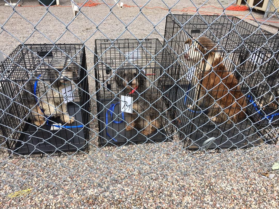 hoarding_74_dogs_wisconsin__3