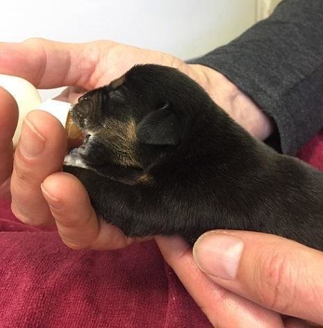 chiots-abandon-vermont-3