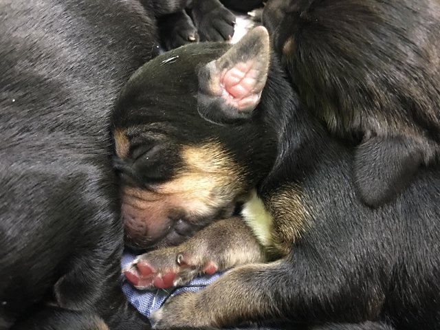 chiots-abandon-vermont-4