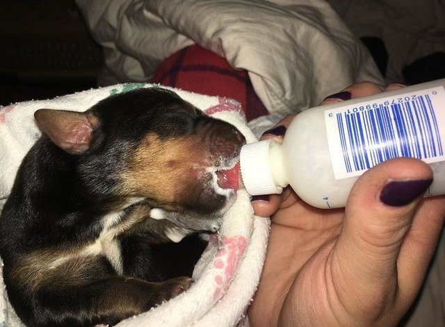 chiots-abandon-vermont-5