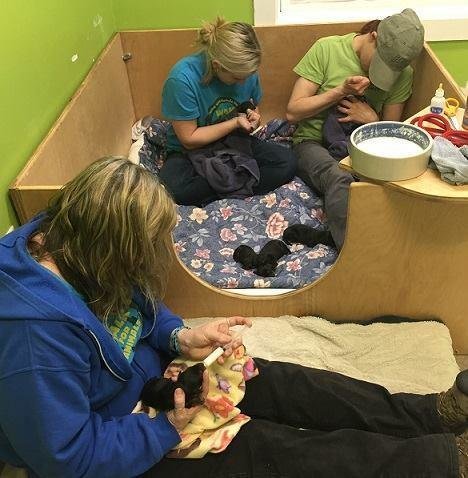 chiots-abandon-vermont-2