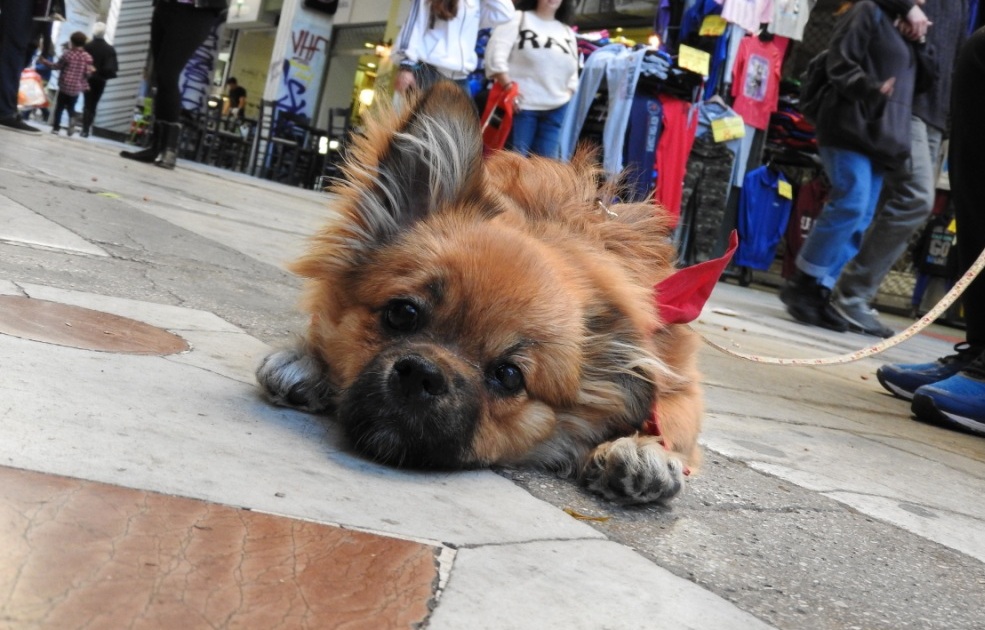 stevie-pekinois-handicap-sauvetage-3