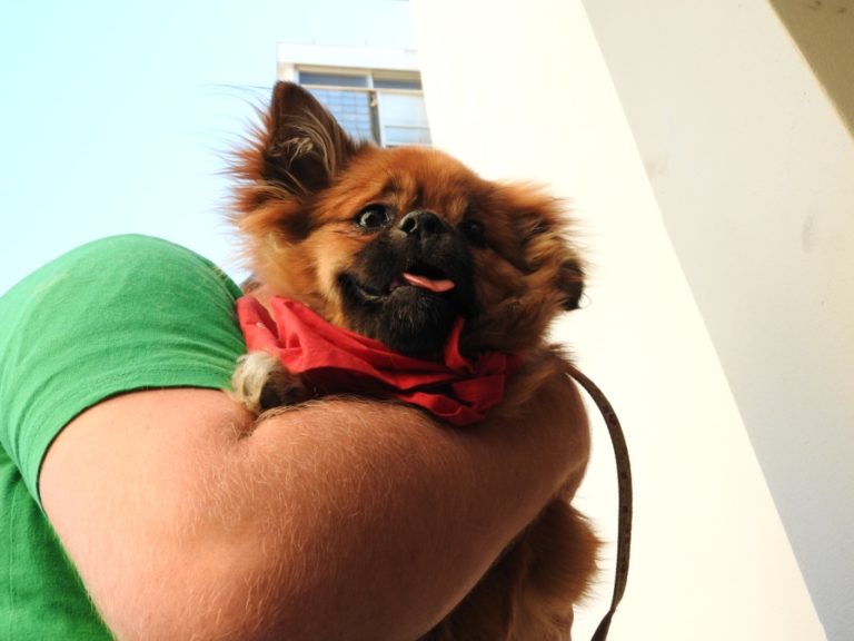 stevie-pekinois-handicap-sauvetage-1