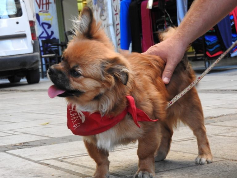 stevie-pekinois-handicap-sauvetage-4