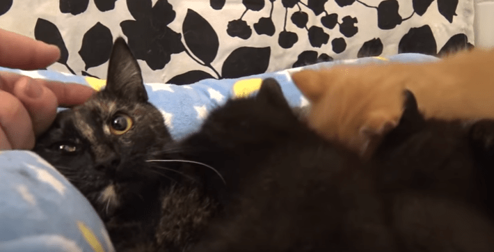 cats_rescue_pipe_hfp_5