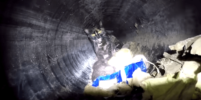 cats_rescue_pipe_hfp_1