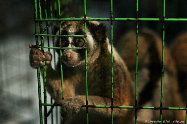 slow-loris-indonesia-java (3)