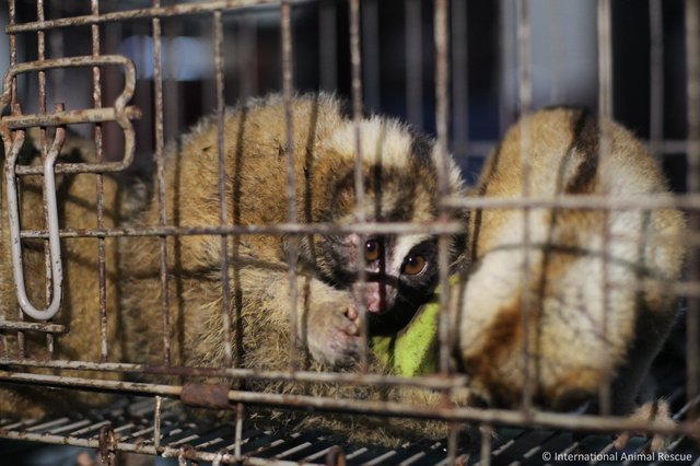 slow-loris-indonesia-java (2)