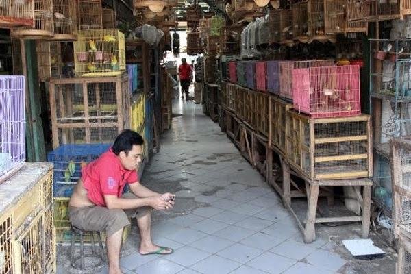 songbirds-indonesia-eleanor3