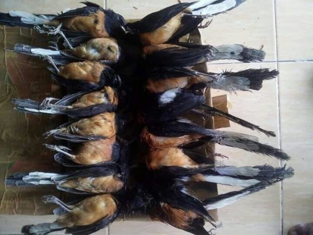 songbirds-indonesia-eleanor4