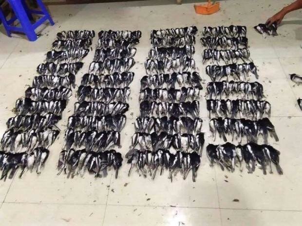 songbirds-indonesia-eleanor2