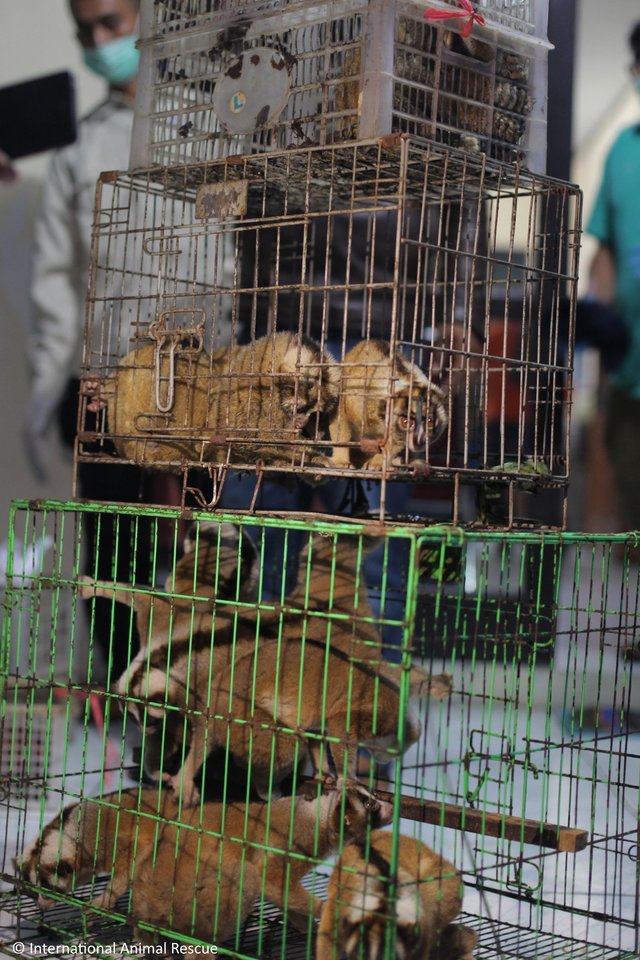 slow-loris-indonesia-java (1)