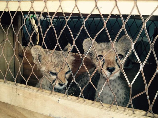cheetah-cubs-somaliland-2