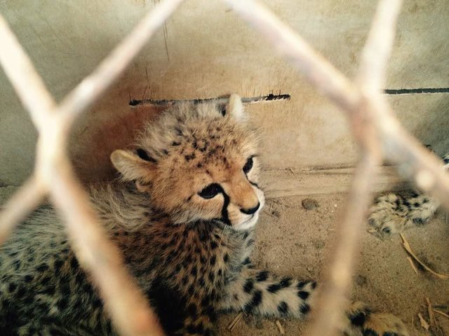 cheetah-cubs-somaliland-4