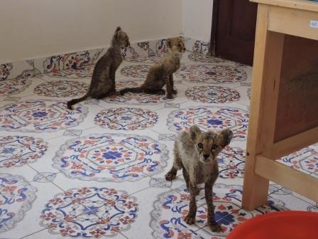 cheetah-cubs-somaliland-3