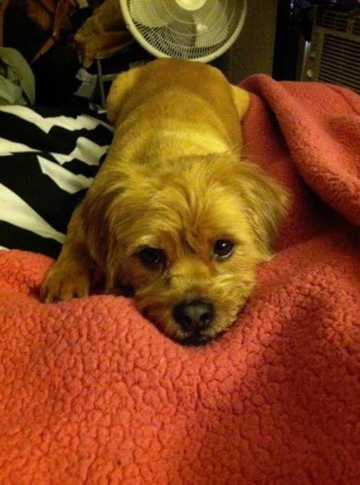 dog_ness_accident_missing_3