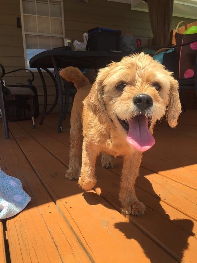 dog_ness_accident_missing_4