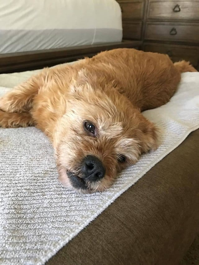 dog_ness_accident_missing_2