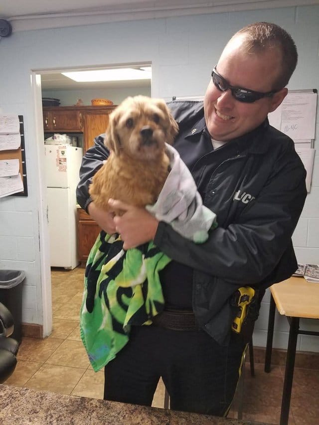 dog_ness_accident_missing_5