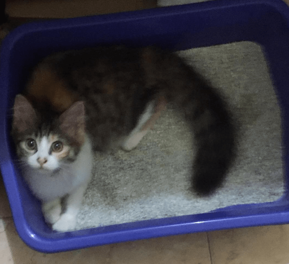 cats_dislikes_list_1