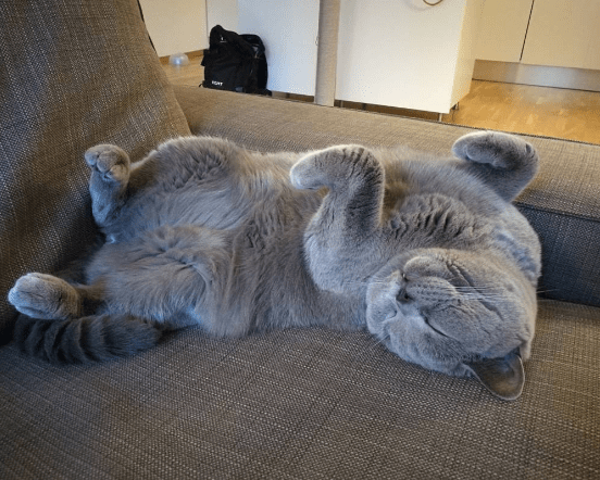 cats_dislikes_list_4