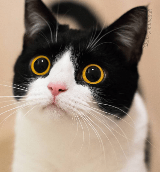 cats_dislikes_list_3