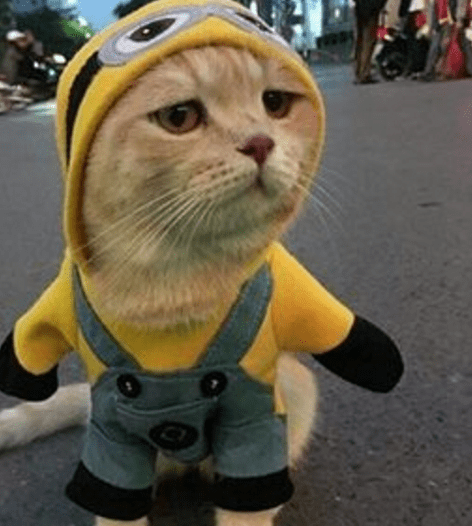 cats_dislikes_list_12