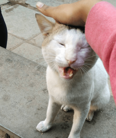 cats_dislikes_list_7