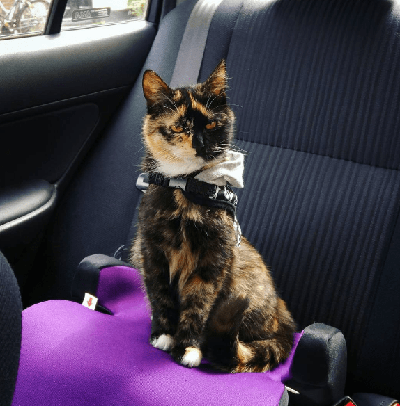 cats_dislikes_list_6