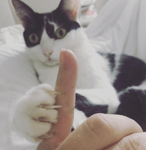 cats_dislikes_list_5