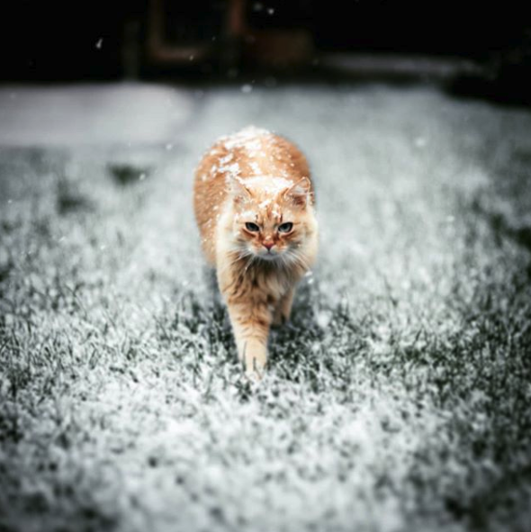 danger froid chat