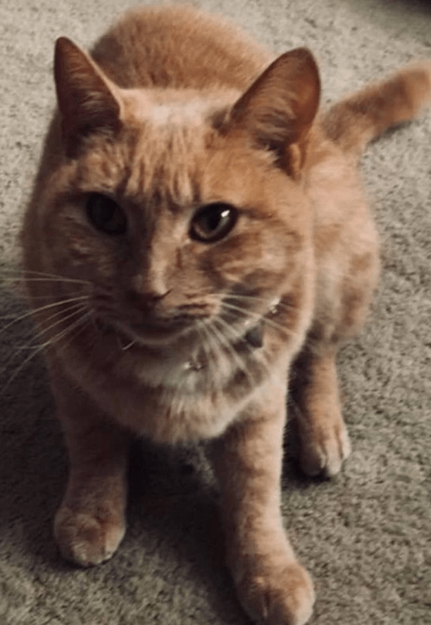 Tueur en série chats