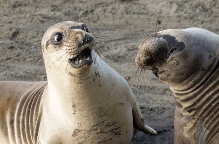 comedy wildlife photography awards 