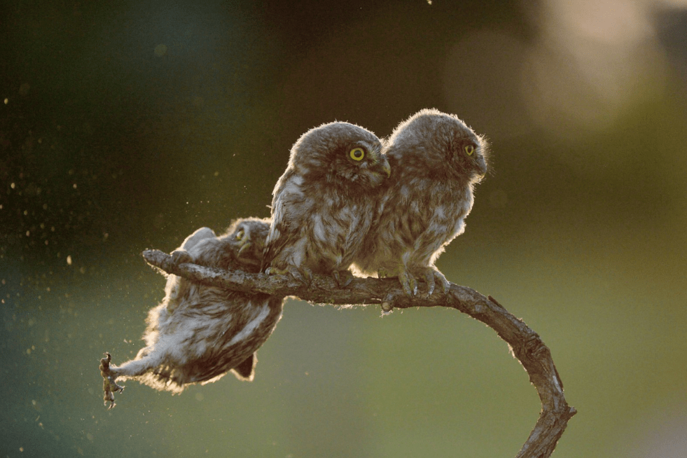 animal wildlife photography awards